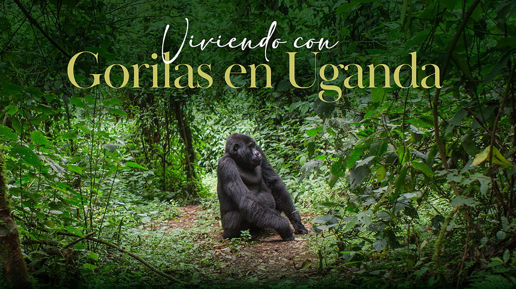 Viviendo con Gorilas en Uganda